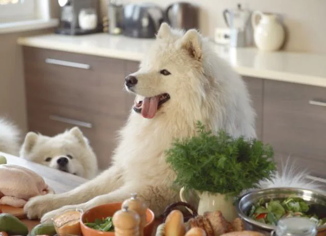 Why Fresh Dog Food Is Healthier & Safer Than Dry Or Canned
