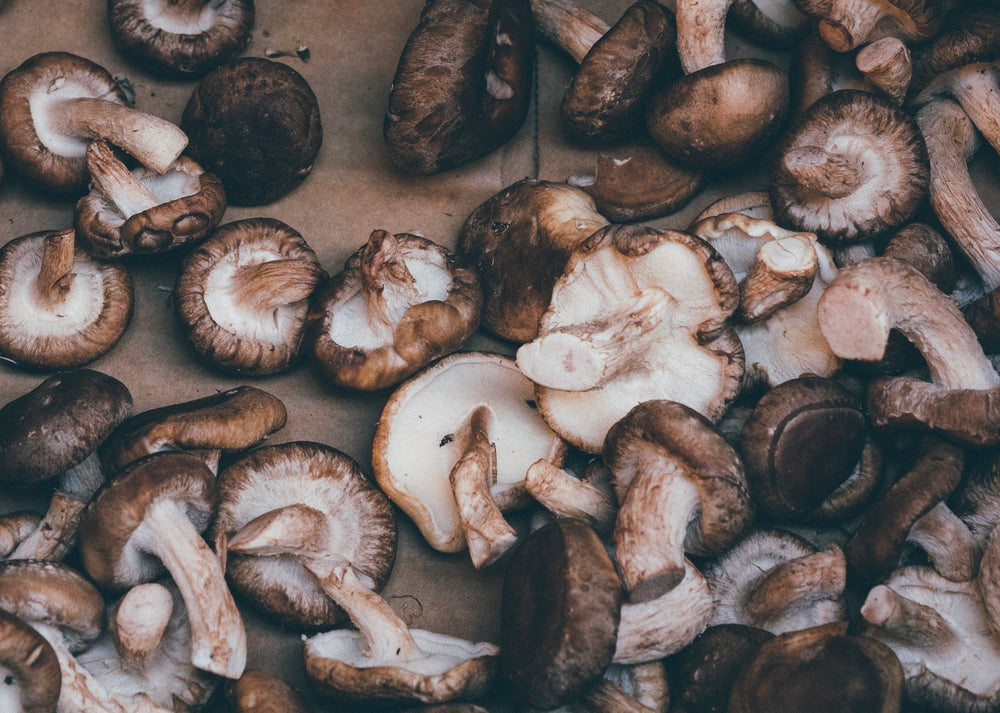 Why Dogs Can (& Should) Eat Mushrooms!
