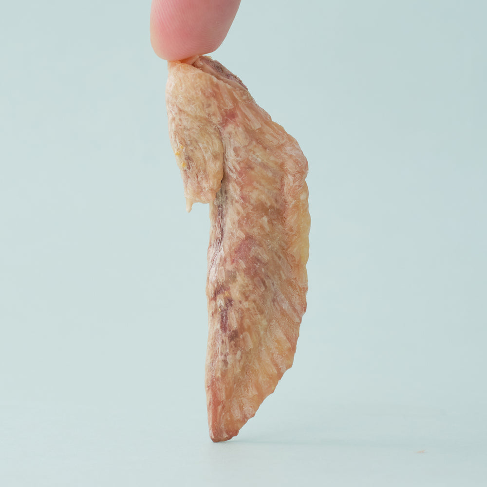 Chicken Wingtip Chicken Wing Tip – WildChow