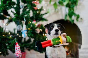 
            
                Load image into Gallery viewer, P.L.A.Y. Merry Woofmas Squeaky Plush Toys
            
        